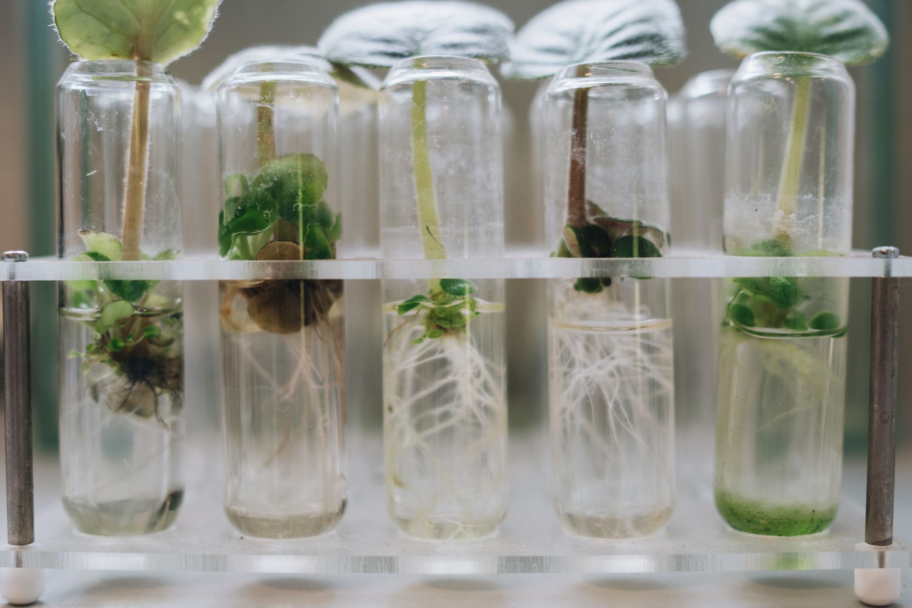 Small plant cuttings growing roots in clear test tubes within a rack