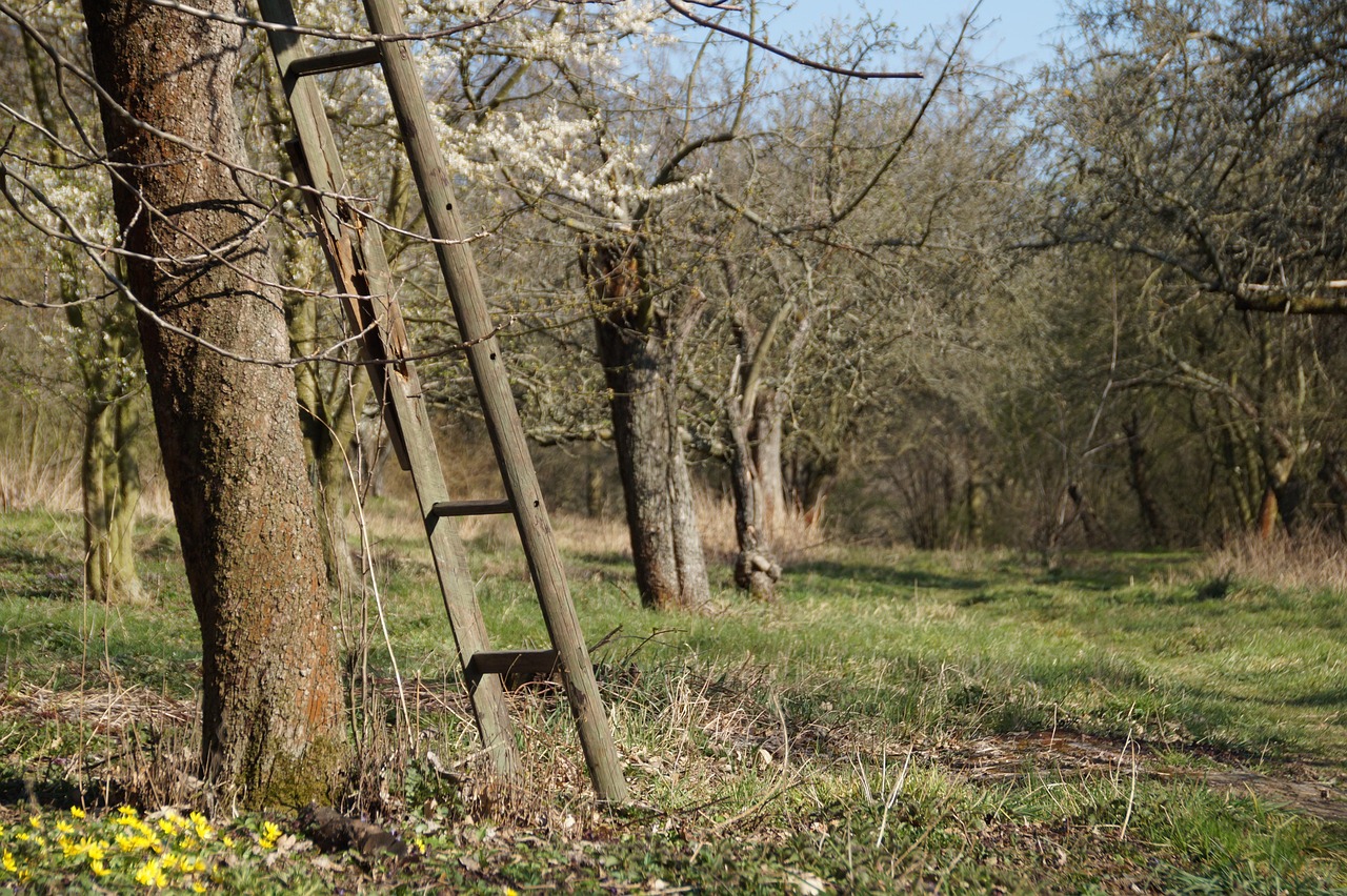 A wooden ladder leans against a tree in an overgrown orchard, suggesting broken tools or outdated methods